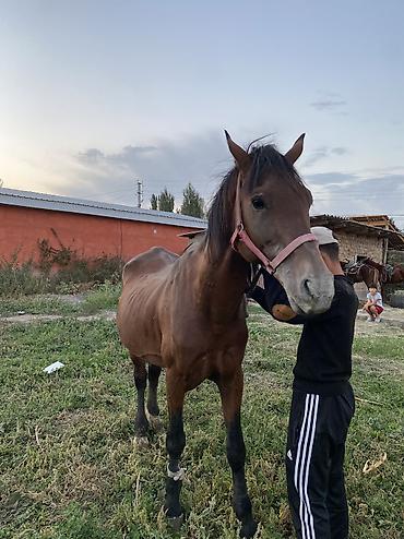 собака из приюта: Продаю | Жеребец — 3