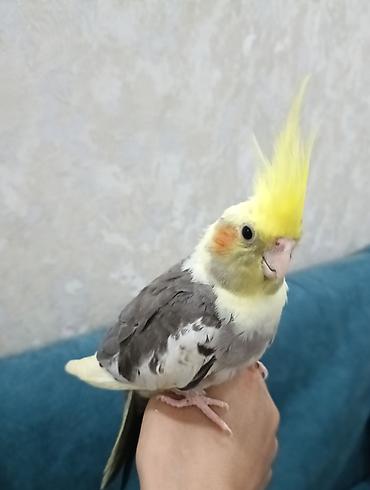 danisan qus: Ələ öyrəşmiş tam sağlam,3 aylıq baladır — 1