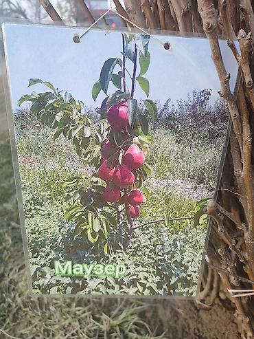 Яблоня: Саженцы плодовых деревьев (разные сорта) - Черешня «Мелитополь — 2