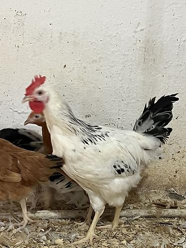 amadin qusu: Toyuq, Damazlıq — 1