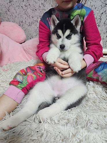 Продажа собак: Хаски, 1 месяц, Самка, С прививкой, С родословной at lalafo.kg — 8 Продажа собак: Хаски, 1 месяц, Самка, С прививкой, С родословной — 8