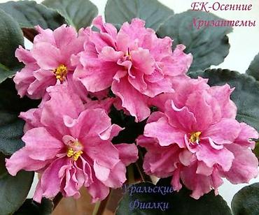 Фиалки и глоксинии: 🌱🌺🌱 Продаю сортовые ДЕТКИ стандартных, трейлерныхмини и полумини — 18