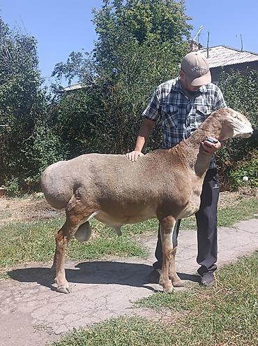 сова живая: Продаю | Баран (самец) | Арашан | Для разведения | Племенные, Осеменитель — 3
