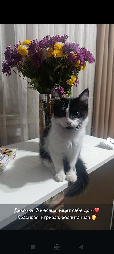 отдам даром вислоухого котенка: 3 месяца, Девочка, Приучена к лотку, Проглистована — 2