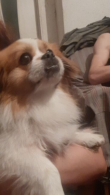 satıq: Pekines, 10 ay, Erkek