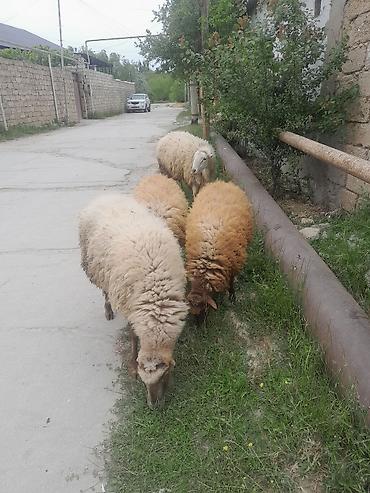 Mal-qara: Məhsul: Qoyun sürüsü Təsvir: - Şəkildə 5 baş qoyun görünür. Ağ və — 1