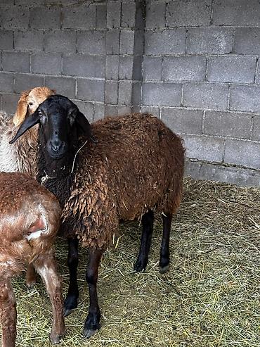 Баран, овца: Продаю | Овца (самка) | Для разведения — 1