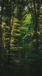 Fotokameralar: Salam. Fotoqraf deyiləm, hobbi üçün alınmış fotoaparatdır. Buna görə — 15