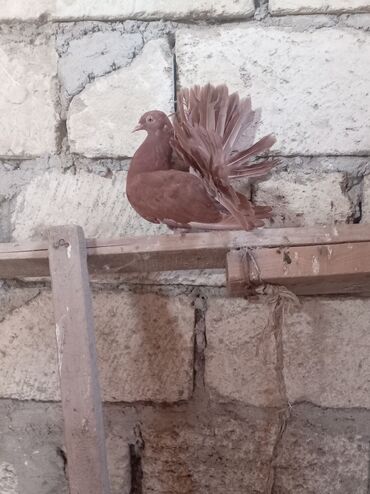 Bu, qəhvəyi rəngli, yelpik quyruqlu bir göyərçindir. Onun quyruq
