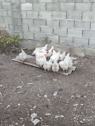 продажа щенков немецкой овчарки в бишкеке с документами: Продаю | Куры | Леггорн | Несушки at lalafo.kg продажа щенков немецкой овчарки в бишкеке с документами: Продаю | Куры | Леггорн | Несушки