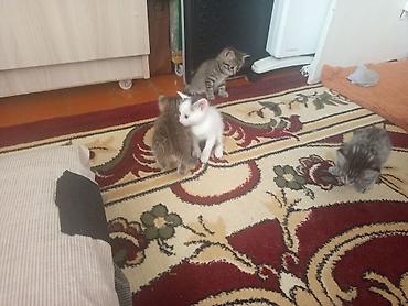 собака хаска: Котята, домашние, короткошёрстные. Описание: - Окрас: тигровые табби — 4