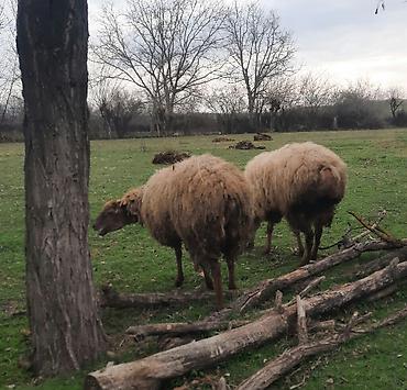 Qoyunlar, qoçlar: Şişək satılır -da lalafo.az — 6 Qoyunlar, qoçlar: Şişək satılır — 6