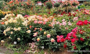 цветы 101 роза: Семена и саженцы Роз, Самовывоз, Бесплатная доставка, Платная доставка