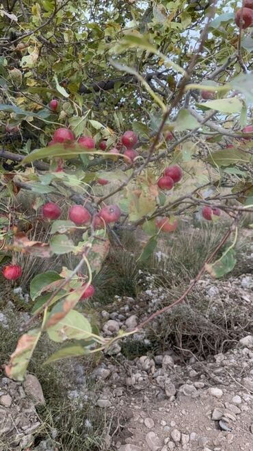 диски на ленд крузер lx: Toyota Land Cruiser: 2009 г., 4.5 л, Автомат, Дизель, Жол тандабас