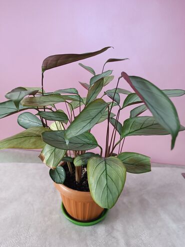 Другие комнатные растения: Ктенанта Оппенгейма — один из самых крупных и знаменитых видов