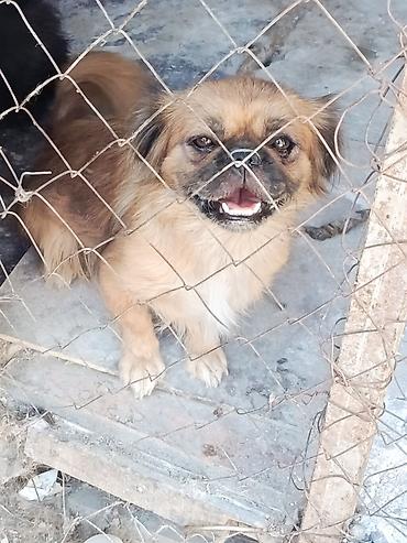 pekines itler: Pekines, Dişi — 2