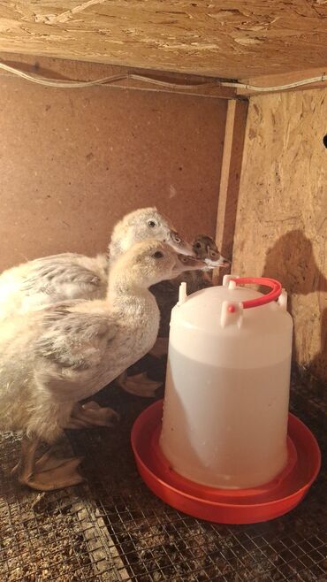 Птицы: Индоутка (Шипуны) Тяжёлая Линия. Тяжёловесы. Окрасы Лаванда — 10