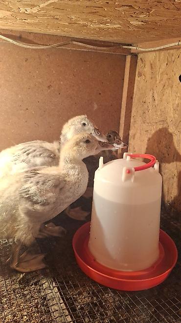 Другие с/х животные: Мускусные утки (индоутки),Тяжёлая Линия. Окрасы Лаванда, Голубой — 10