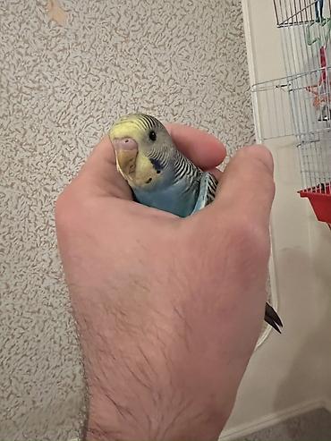 Tutuquşları: 🦜 Xüsusi Danışan Macha – 3 Aylıq Erkək Bala 🦜 Seçilmiş baxım və — 12