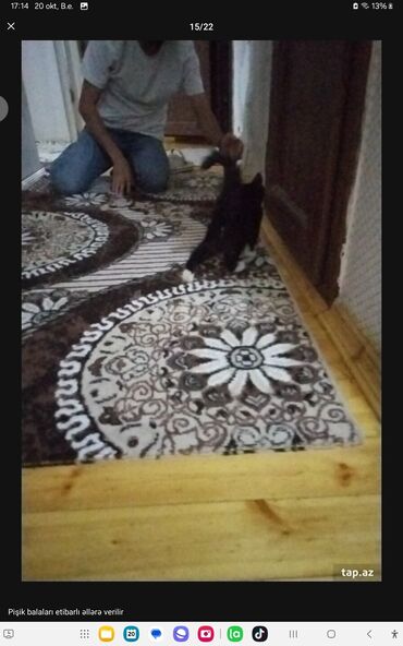 Pişiklər: Yaxşı əllərə — 4