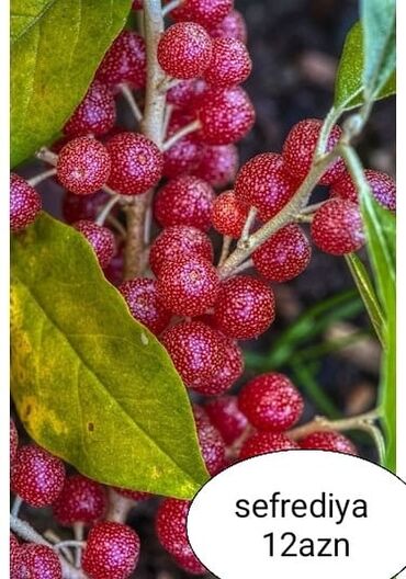 Toxumlar: Килемейве. Тинклери. Сатылыр. Чатдырыма. Вар. Вотсапп -da lalafo.az — 6 Toxumlar: Килемейве. Тинклери. Сатылыр. Чатдырыма. Вар. Вотсапп — 6