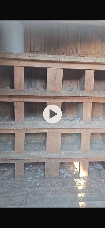 qus dami satilir: Taxta göyərçinxana/süni quşxana - Material: taxta karkas, xaricdən — 2