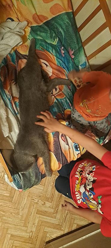 скотиш фолд ош: Скотиш Фолд (Шотландская вислоухая), 3 года, Мальчик, Серый — 4