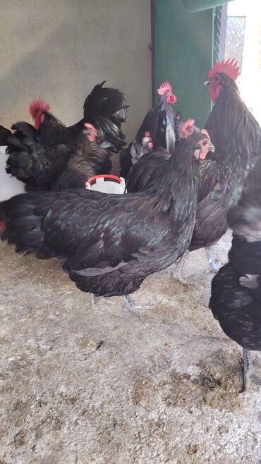 Akvarium aksessuar və ləvazimatları: Toyuq, Australorp, Yumurtalıq, Ünvandan götürmə