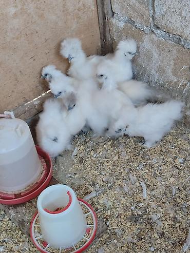 pişik su qabı: Toyuq cücələri, Damazlıq, Ödənişli çatdırılma — 3