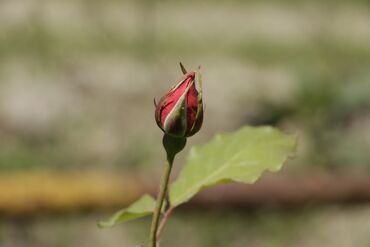 Fotokameralar: Canon 70D satılır əla vəziyyətdədir üstündə 18-135 lensultra — 14