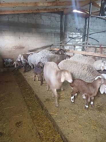 Баран, овца: Продаю | Овца (самка) | Арашан | Для разведения at lalafo.kg — 5 Баран, овца: Продаю | Овца (самка) | Арашан | Для разведения — 5