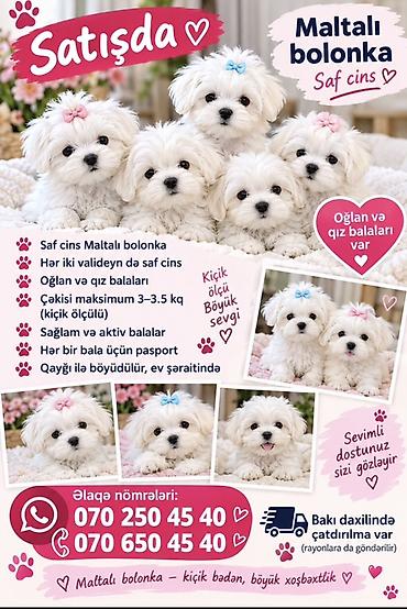 Quzu: Maltalı bolonka – saf cins balalar - Hər iki valideyni də saf cins - — 1