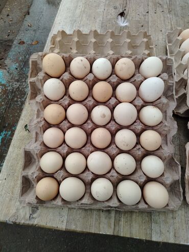 Digər quşlar: Kənt yumurtası kənt colpsı və kəsilib təmizləmiş öry satışı var kimə — 2