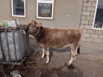 козы бараны: Продаю | Корова (самка) | Швицкая | На забой, Для разведения | Не стельные, Отела не было