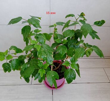 ev bitkisi: Гибискусы комнатные (китайская роза)
Цены на фото.
Цветение красное