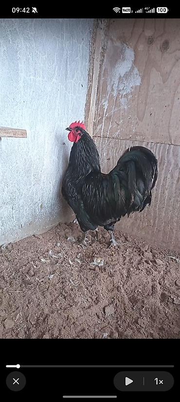 qala sortu qoyun: Australorp xoruzu satılır 6aylıq kim isdəsə əlaqə saxlasın. Ünvan — 1