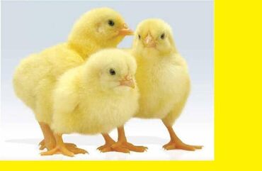 яйца цена бишкек: Витамины для птицы 18+12 все в одном!! -цыплята бройлер индюшата куры
