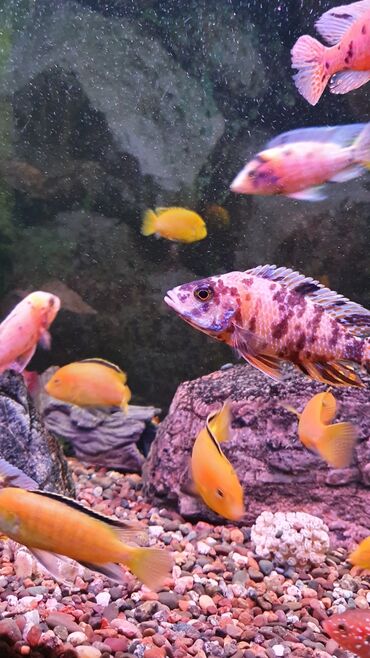 аквариумные рыбки в бишкеке: Аквариумные рыбки-цихлиды на любой вкус!!! Огромный выбор цихлид для
