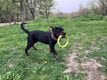 Продажа собак: ДРЕССИРОВКА СОБАК | гарантия результата Хотите послушного, спокойного — 11