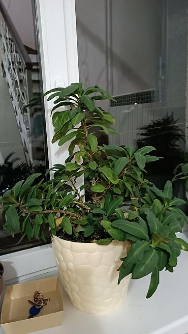 Молочаи: Комнатное растение — молочай Миля (Euphorbia milii), крупный куст в — 2