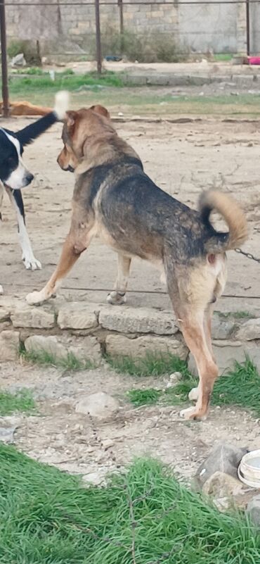 İtlər: Qurdbasar, 2 il, Erkek, Peyvəndli, Ödənişli çatdırılma — 9