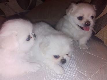 sirin it sekilleri: Pekines, 1 ay, Dişi, Peyvəndli — 2