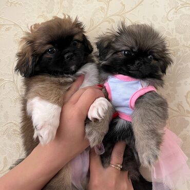 çoban iti: Pekines, 2 ay, Dişi