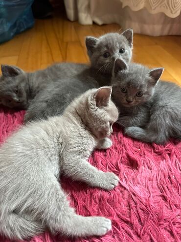 Pişiklər: Dişi, Erkək, Yaxşı əllərə, Ödənişli çatdırılma, Ünvandan götürmə, Rayonlara çatdırılma — 5