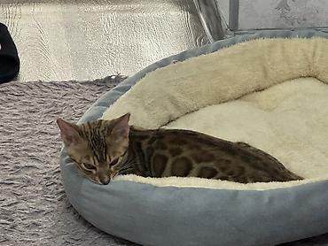 куплю кошку: Бенгальская, 4 месяца, Мальчик, Приучена к лотку, Проглистована, С прививками — 10