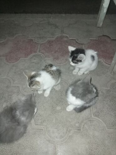 сиамская длинношерстная кошка: Кошка даром: Беспородная, Девочка