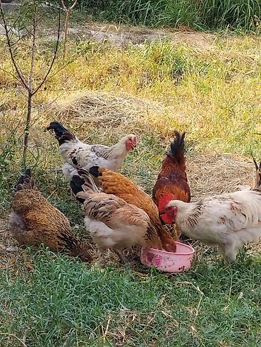 собаки рынок в бишкеке цены: Продаю | Куры | Домашняя | Для разведения — 3