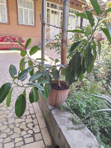 электроножница садовые: Комнатные растения в горшках