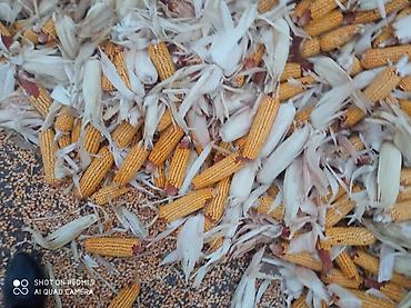Продаю кукуруза 🌽 Пионер сухой, 1кг 13сом адрес КАРА Балта