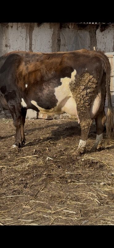 Коровы, быки: Продаю | Корова (самка) | Симментальская | Для молока — 9